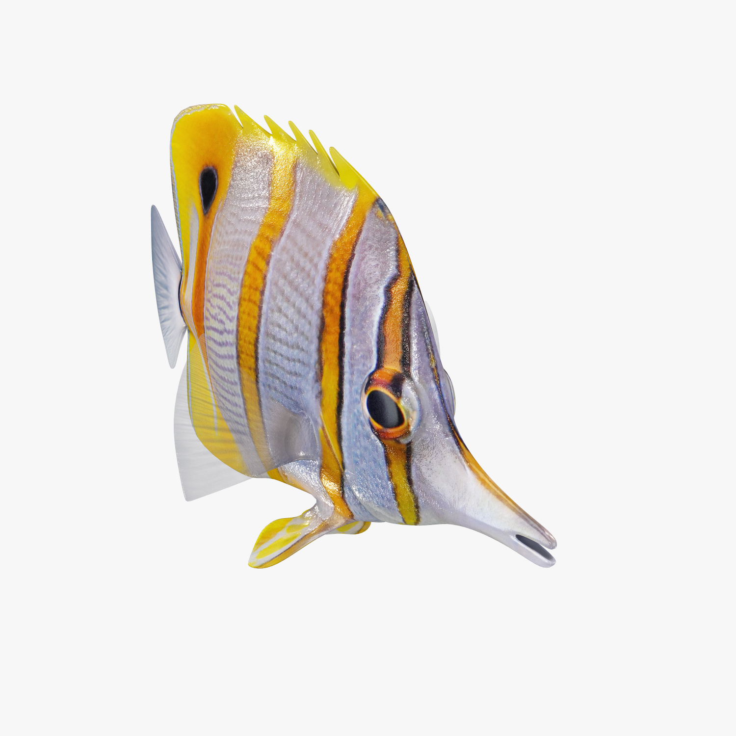 copperband butterflyfish 3d max