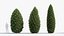 Juniperus communis Common Juniper 3D model