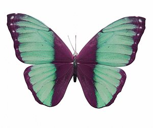 3D Butterfly model