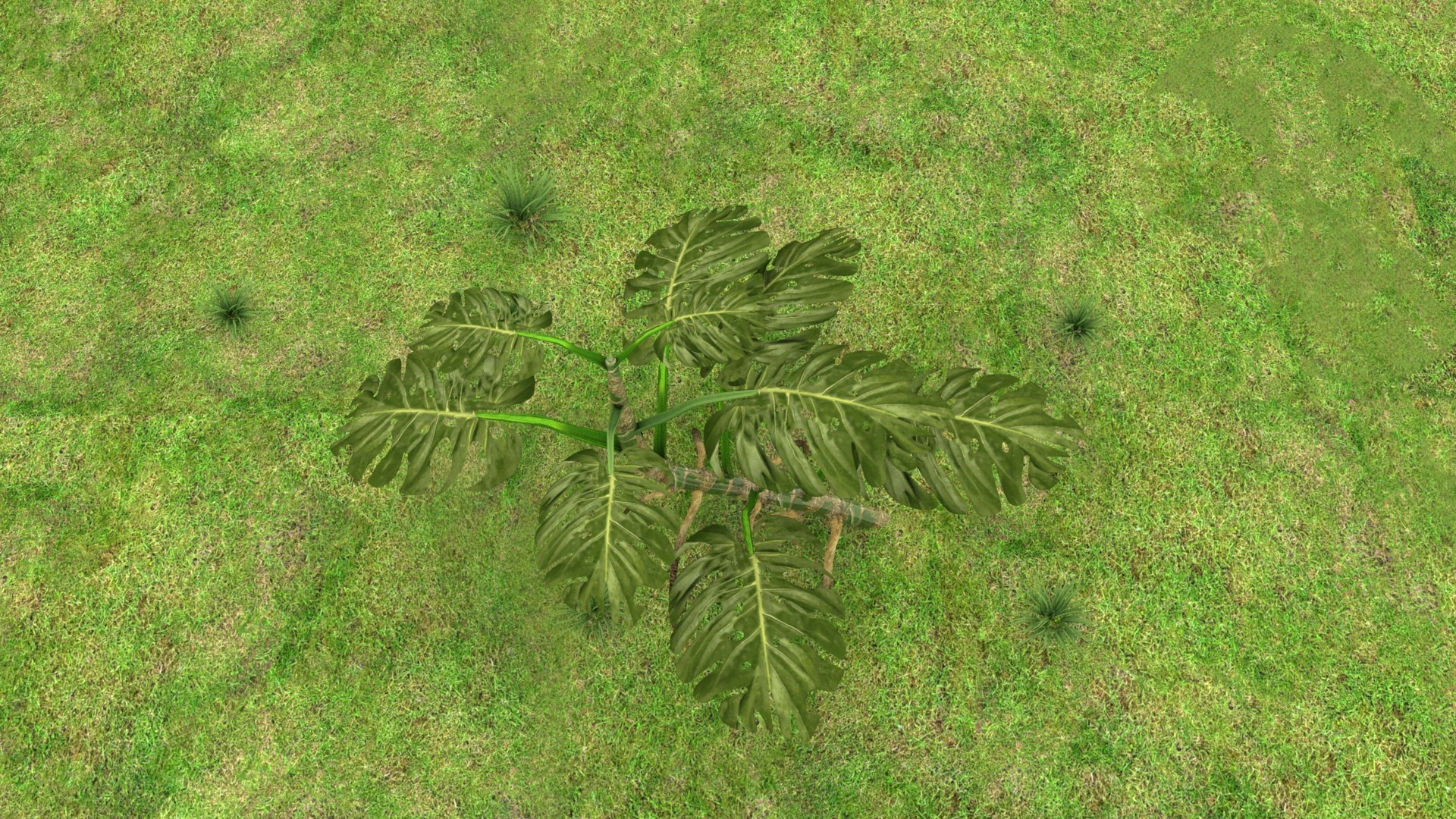 3D Monstera Plant model https://p.turbosquid.com/ts-thumb/H9/VsFRKz/8g/untitled_0088/jpeg/1620417731/1920x1080/fit_q87/bebfb2f038b0d6b1f610da1d8c83ea9cf8521663/untitled_0088.jpg