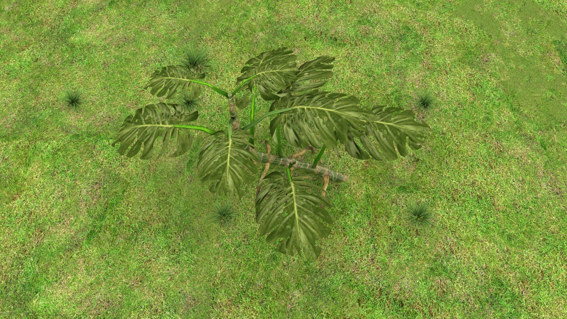 3D Monstera Plant model https://p.turbosquid.com/ts-thumb/H9/VsFRKz/VC/untitled_0113/jpeg/1620417730/1920x1080/fit_q87/5eea3d05efc4d40c26915c12f75f458fed1d7f60/untitled_0113.jpg