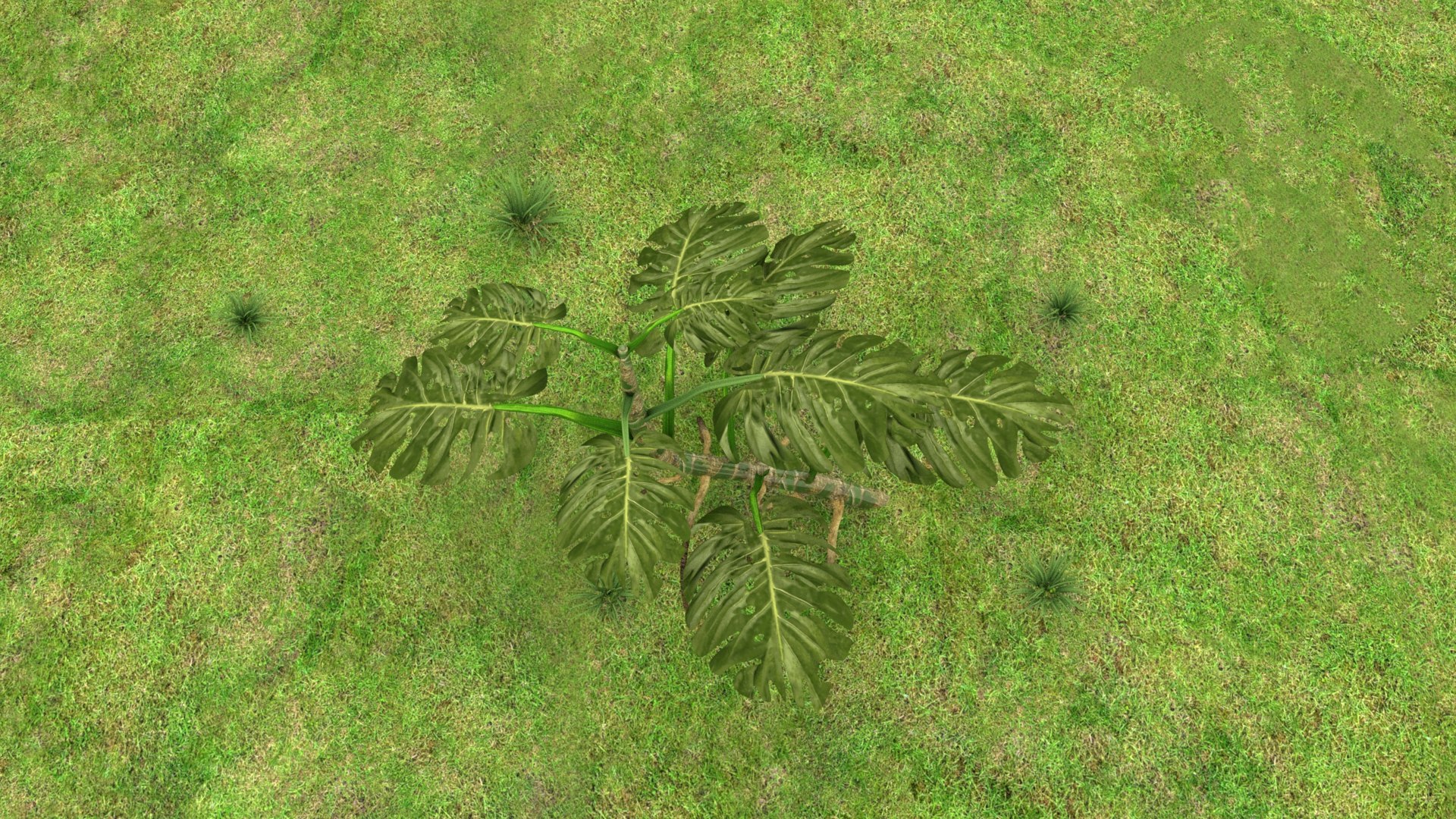 3D Monstera Plant model https://p.turbosquid.com/ts-thumb/H9/VsFRKz/oB/untitled_0102/jpeg/1620417738/1920x1080/fit_q87/6673b8d9ec021c725e48c98fb78abc332d6621aa/untitled_0102.jpg