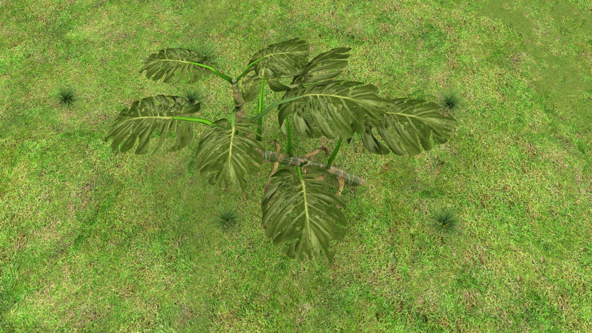 3D Monstera Plant model https://p.turbosquid.com/ts-thumb/H9/VsFRKz/qP/12/png/1620415609/1920x1080/fit_q87/b6a2f8bb5f8cb1370a80b365ff7258f78800a1d3/12.jpg