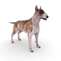 Bull Terrier Dog - Brindle & White
