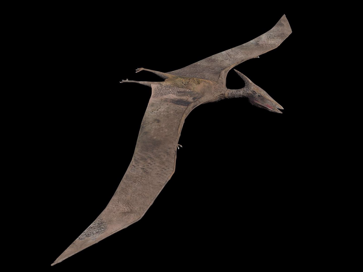 pteranodon 3d max https://p.turbosquid.com/ts-thumb/H9/XhpVPB/3E1RnmEt/tavola7/jpg/1424944854/1920x1080/fit_q87/67daf9d971de1830404e794a04d0b29eb8714f49/tavola7.jpg