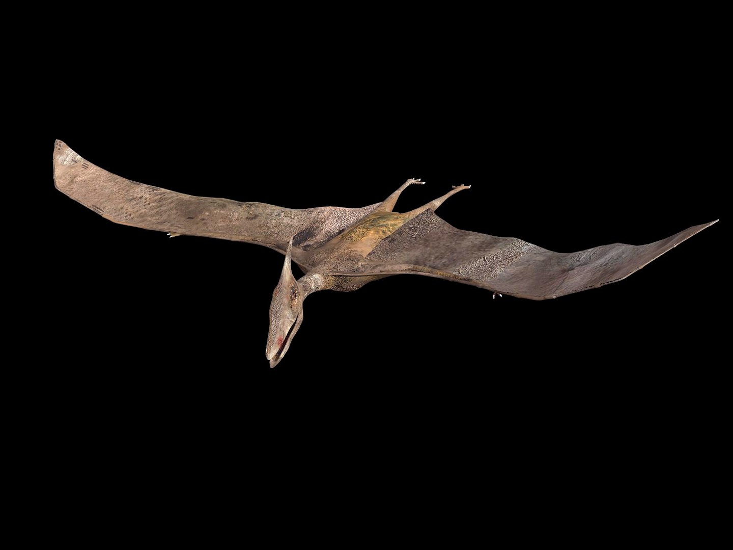 pteranodon 3d max https://p.turbosquid.com/ts-thumb/H9/XhpVPB/enHdMFZN/tavola6/jpg/1424944854/1920x1080/fit_q87/6e1631c90e4c9c94dc83b78d298a4198bf87216a/tavola6.jpg