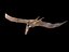 Pteranodon