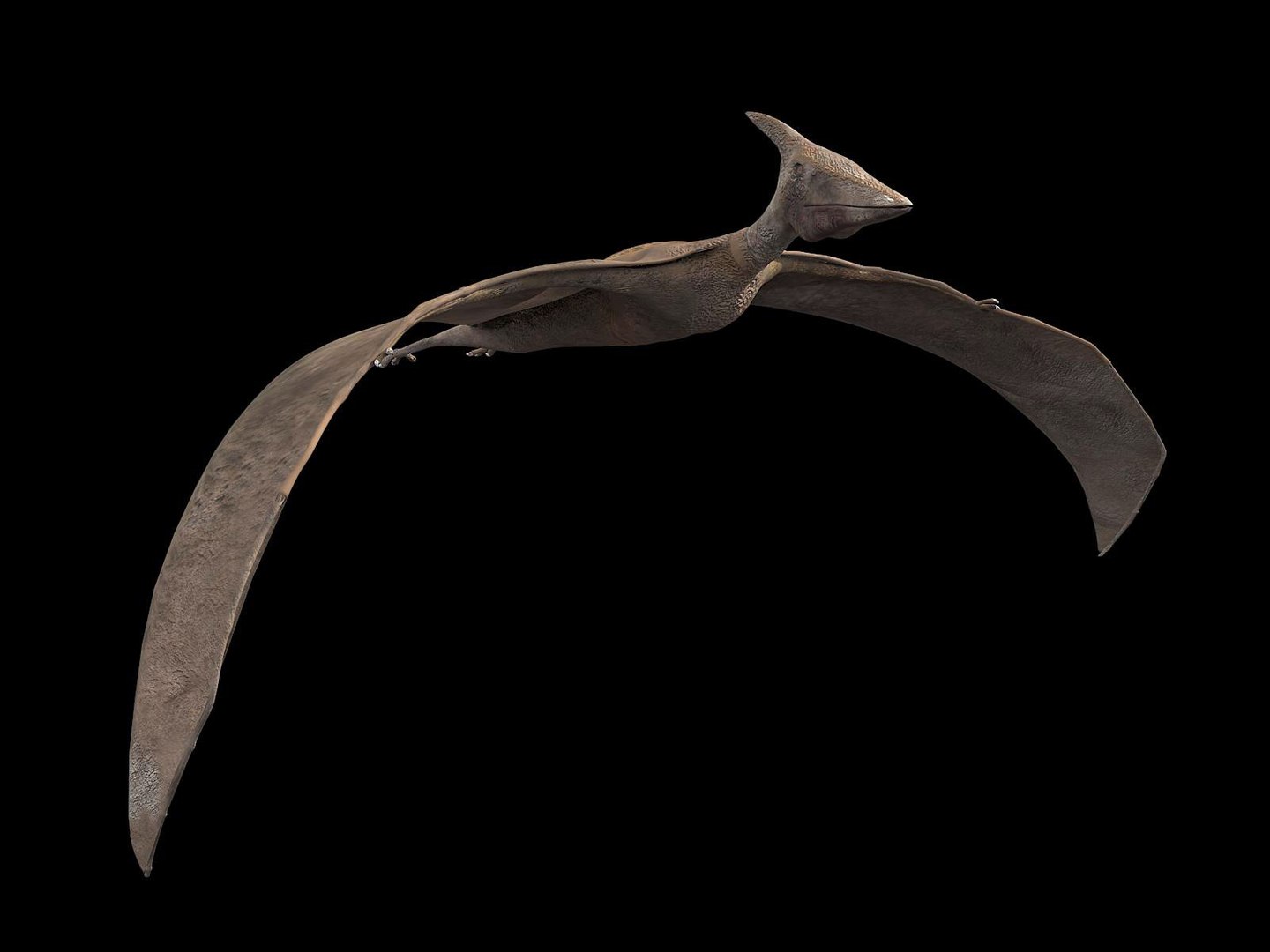 pteranodon 3d max https://p.turbosquid.com/ts-thumb/H9/XhpVPB/hwejwaud/tavola2/jpg/1424944854/1920x1080/fit_q87/ed707608fc27da304d84cfc7dd57f4b0150ba9a4/tavola2.jpg