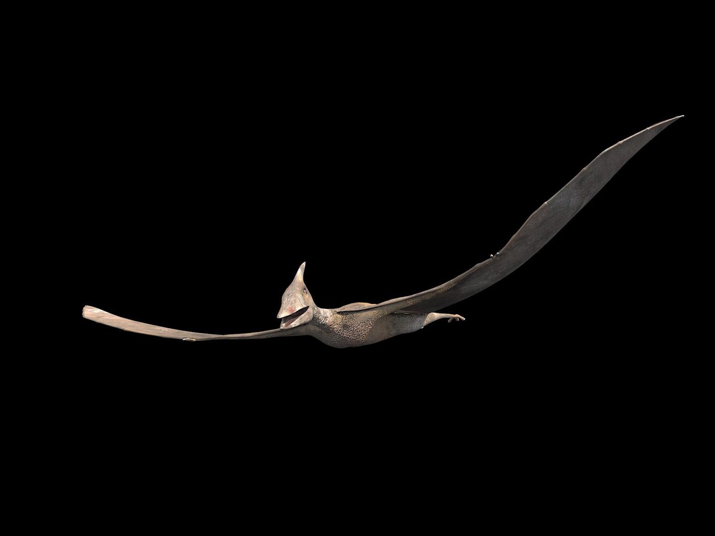 pteranodon 3d max https://p.turbosquid.com/ts-thumb/H9/XhpVPB/l3dOaRef/tavola5/jpg/1424944854/1920x1080/fit_q87/a12af8dbf0bbaa92711ae8d2eed3312ab065795f/tavola5.jpg