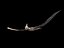 Pteranodon