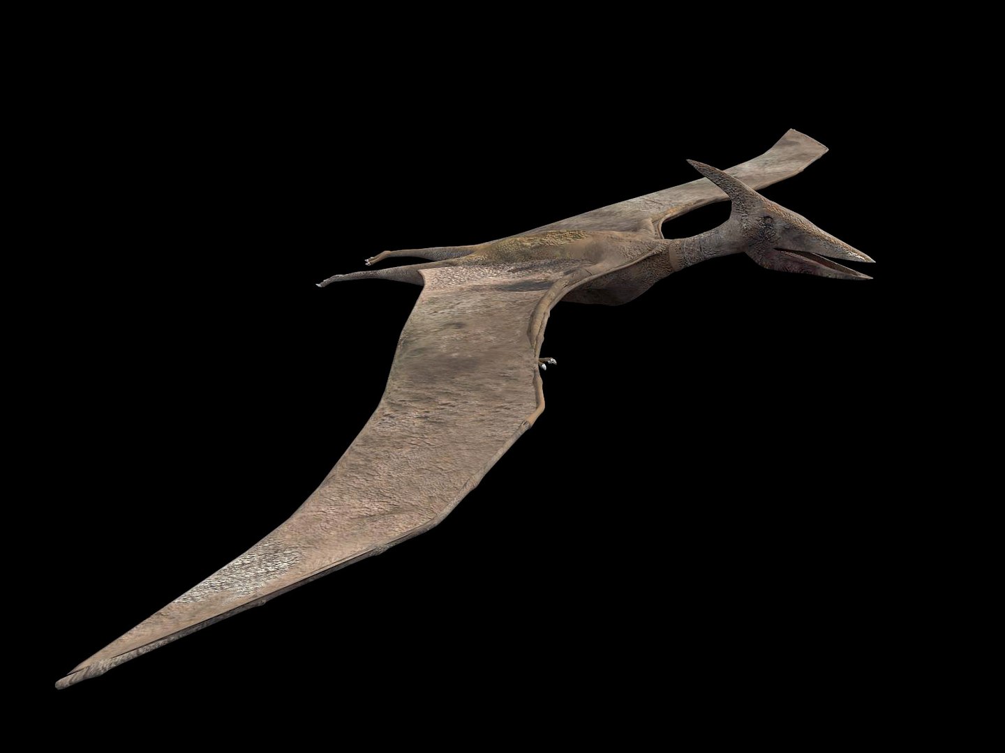 pteranodon 3d max https://p.turbosquid.com/ts-thumb/H9/XhpVPB/lpY3mmnu/tavola1/jpg/1424944854/1920x1080/fit_q87/c80a84ee206ac33c638c7dfd98add52413198a29/tavola1.jpg