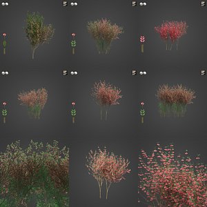 3D model 2021 PBR European Spindle Tree Collection - Euonymus Europaea