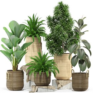 Plants collection 332
