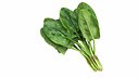 Spinach Bunch