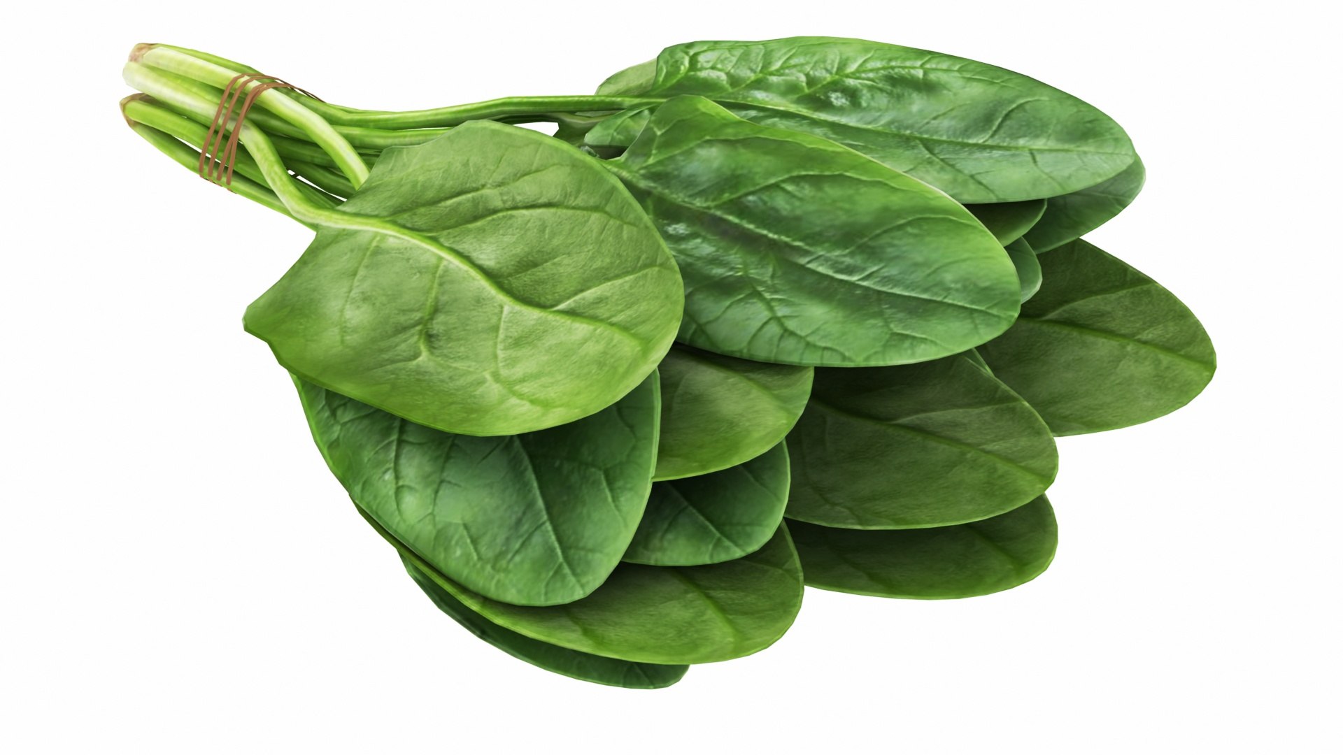 Spinach Bunch 3D https://p.turbosquid.com/ts-thumb/H9/xEijKh/k4/spinachbunch6/jpg/1768739767/1920x1080/fit_q87/9d0ad66257ad013e2171fea9b91416642a2da781/spinachbunch6.jpg