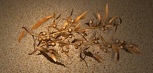 Sargassum