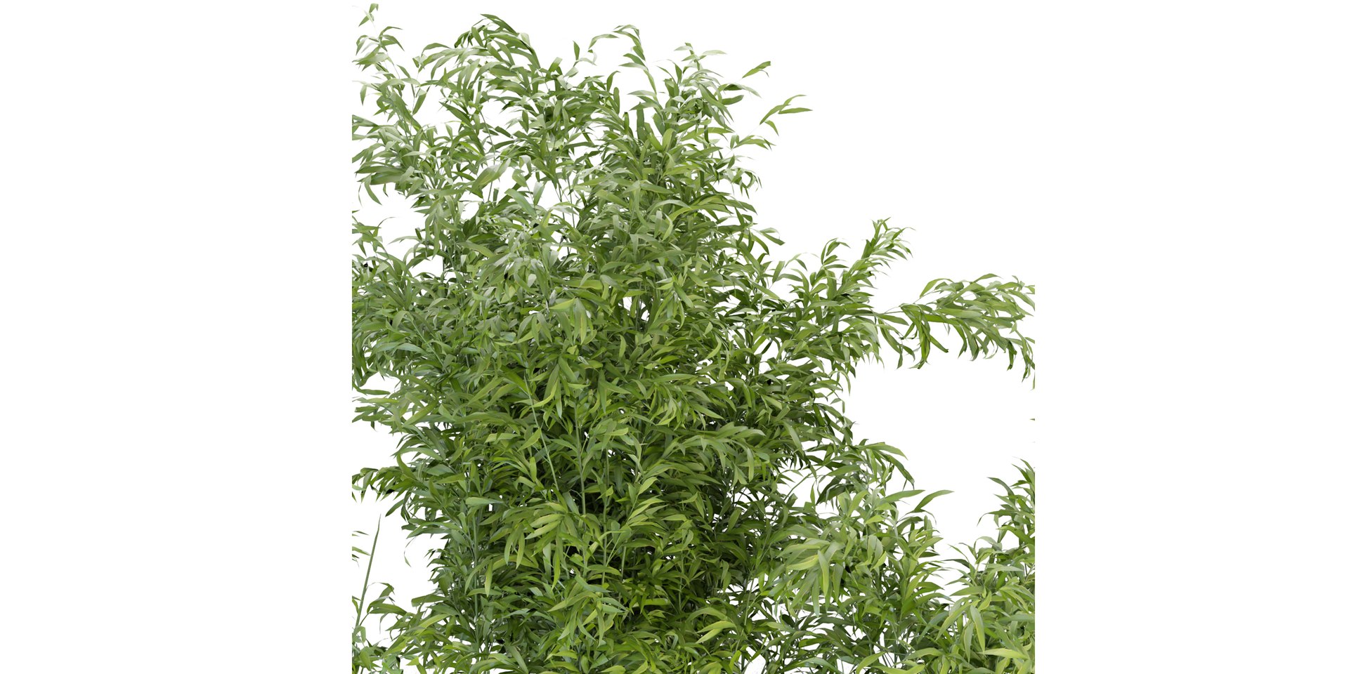 Collection plant vol 96 - blender model 3D https://p.turbosquid.com/ts-thumb/HA/LGhyBJ/4s/2/jpg/1686831594/1920x1080/fit_q87/13741d0b93247f7669fb5ac3bdcfe9400b01f279/2.jpg