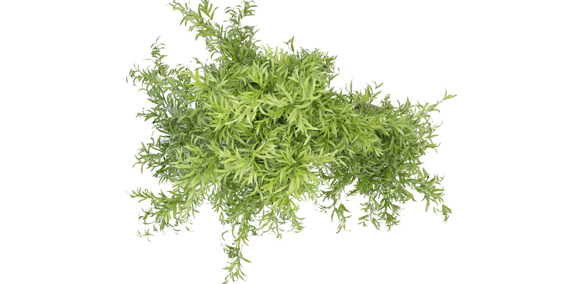 Collection plant vol 96 - blender model 3D https://p.turbosquid.com/ts-thumb/HA/LGhyBJ/sj/5/jpg/1686830885/1920x1080/fit_q87/347d5d4dfb74860a245cd4b7b33c4bd68f5a9019/5.jpg