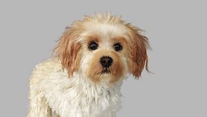 realistic cavoodle dog rigged 3D