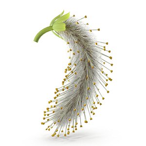 Salix discolor 3D model