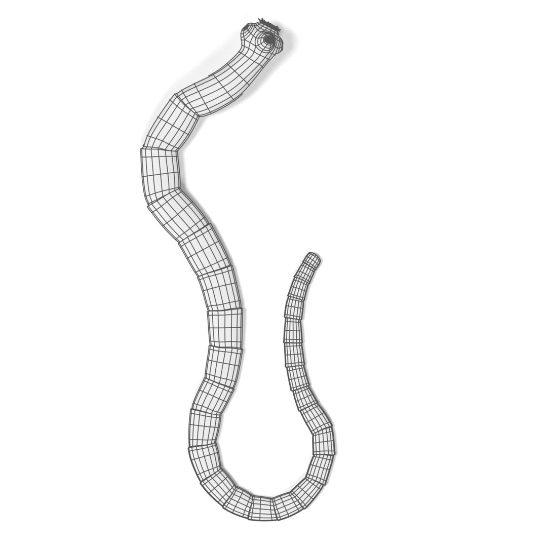 3d Model Human Digestive