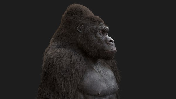 Gorilla rig model - TurboSquid 1591389