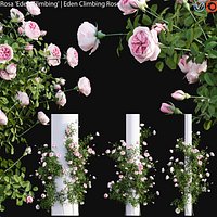 Rosa Eden Climbing - rose 02