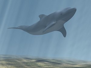dolphin underwater resolution 3d max