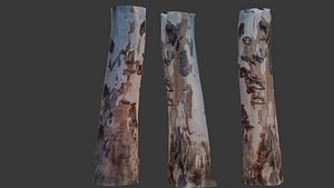 Eucalyptus Tree Trunk Scan 3D model
