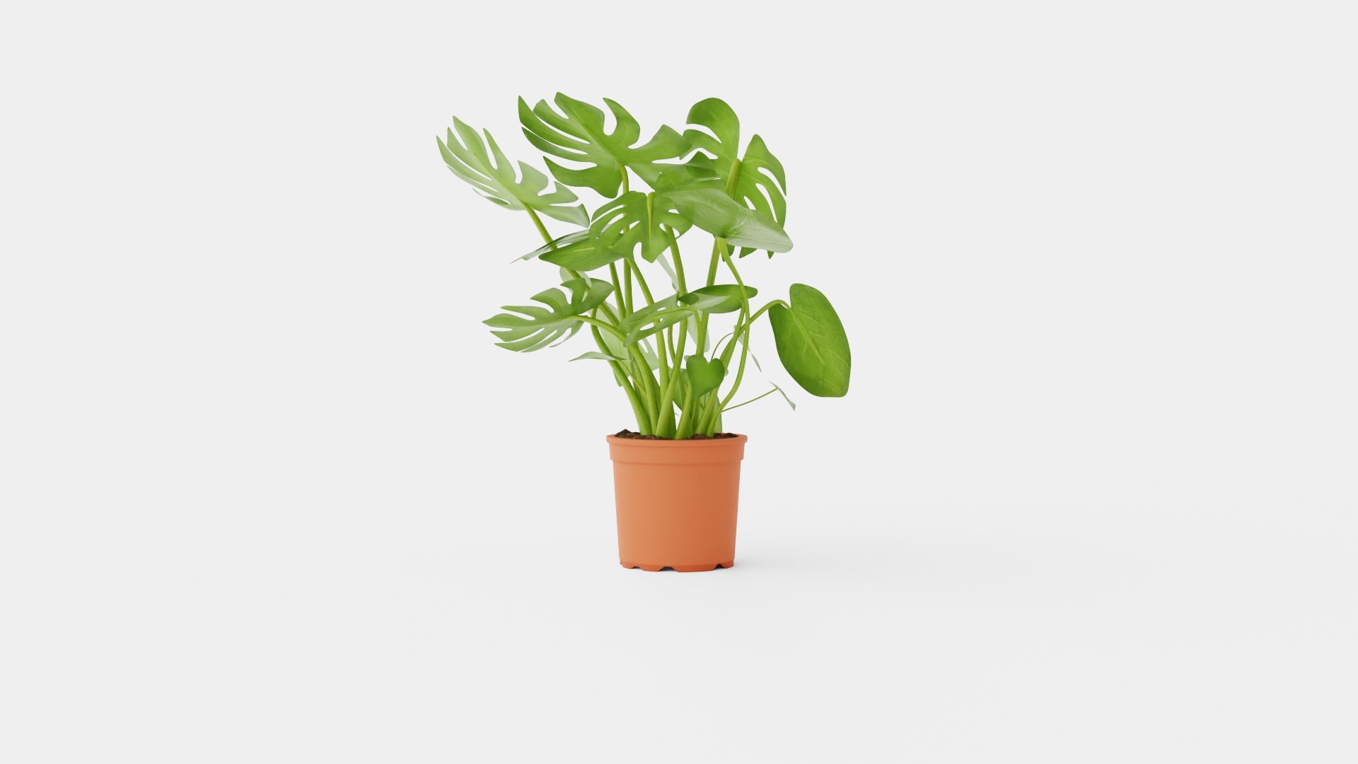 3D Monstera del touffe https://p.turbosquid.com/ts-thumb/HB/UzK3CV/TQ/preview_3/jpg/1721218640/1920x1080/fit_q87/a8946e30b2f41aedd366ff0cf8ef3f74be5e851e/preview_3.jpg