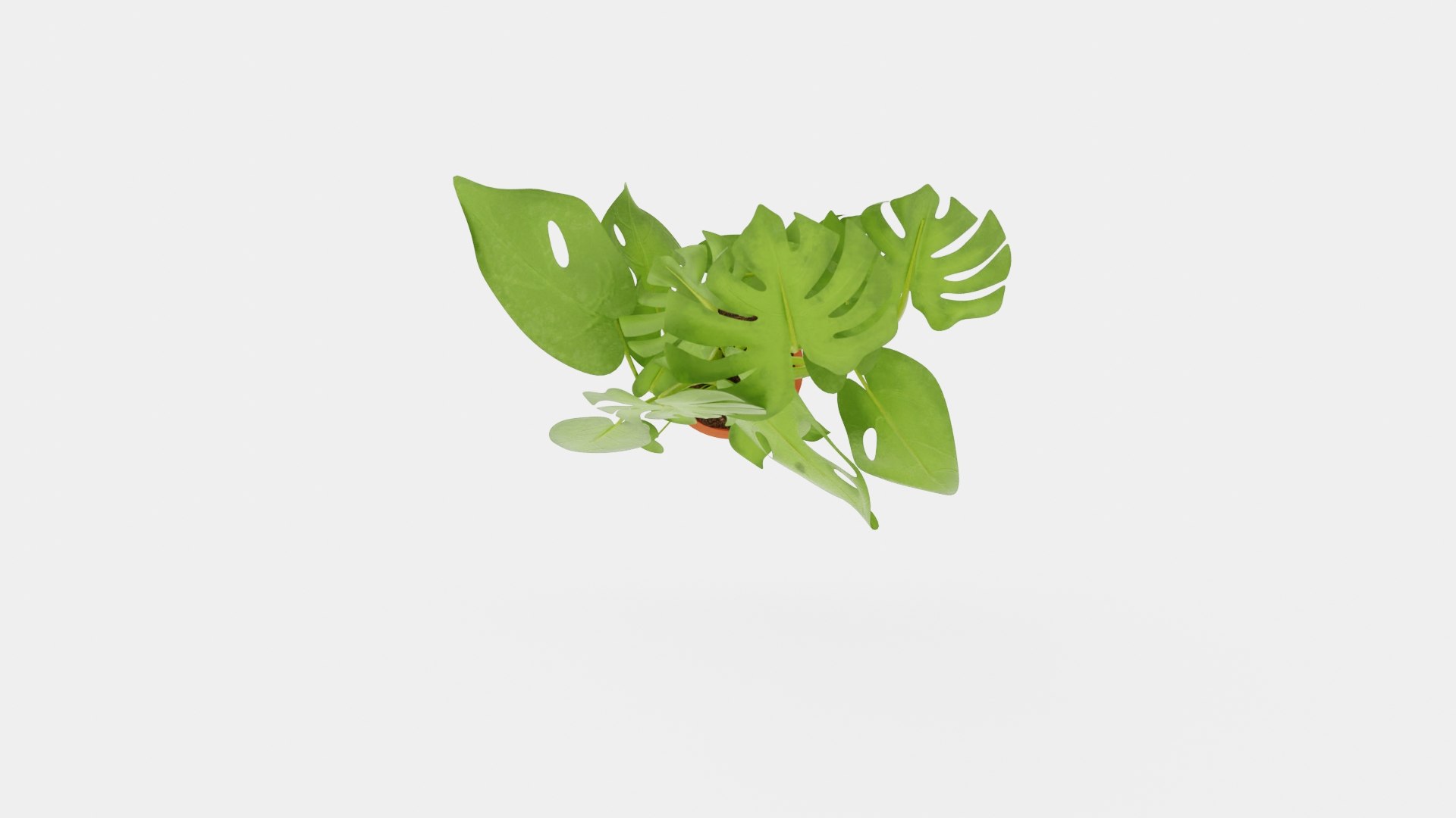 3D Monstera del touffe https://p.turbosquid.com/ts-thumb/HB/UzK3CV/cU/preview__top/jpg/1721218655/1920x1080/fit_q87/71393232a095af61055c974bcc60a1a7b2b1a00e/preview__top.jpg