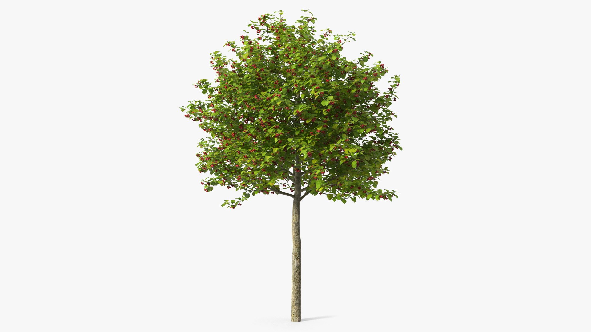 Cockspur Hawthorn Small with Berries 3D model preview