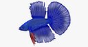 Blue Betta Fish