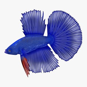 blue betta fish 3D model