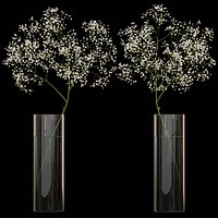 Gypsophila flower in vase