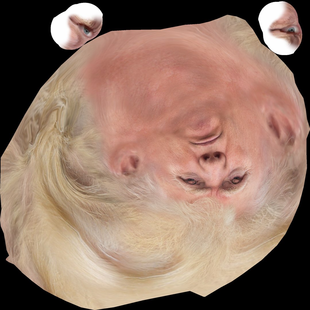 trump head 3D model https://p.turbosquid.com/ts-thumb/HB/jaEOrV/RtzPHDh0/trump1v2vertical/png/1526624813/1920x1080/fit_q87/44babf3806440959f0380d7bd3d79f75108f51e5/trump1v2vertical.jpg