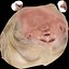 Trump Head v1