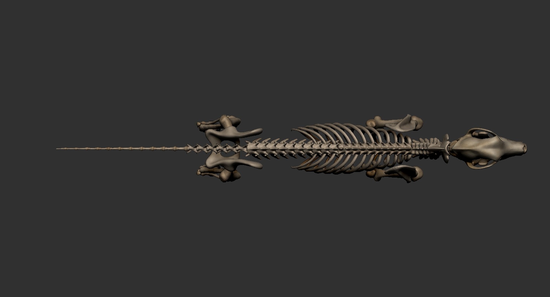 dog muscle skeleton anatomy model https://p.turbosquid.com/ts-thumb/HC/07Ph4d/3LyER6k7/3/jpg/1574515919/1920x1080/fit_q87/1a66a3e1d3c864a24c9733077da5e7671a052330/3.jpg