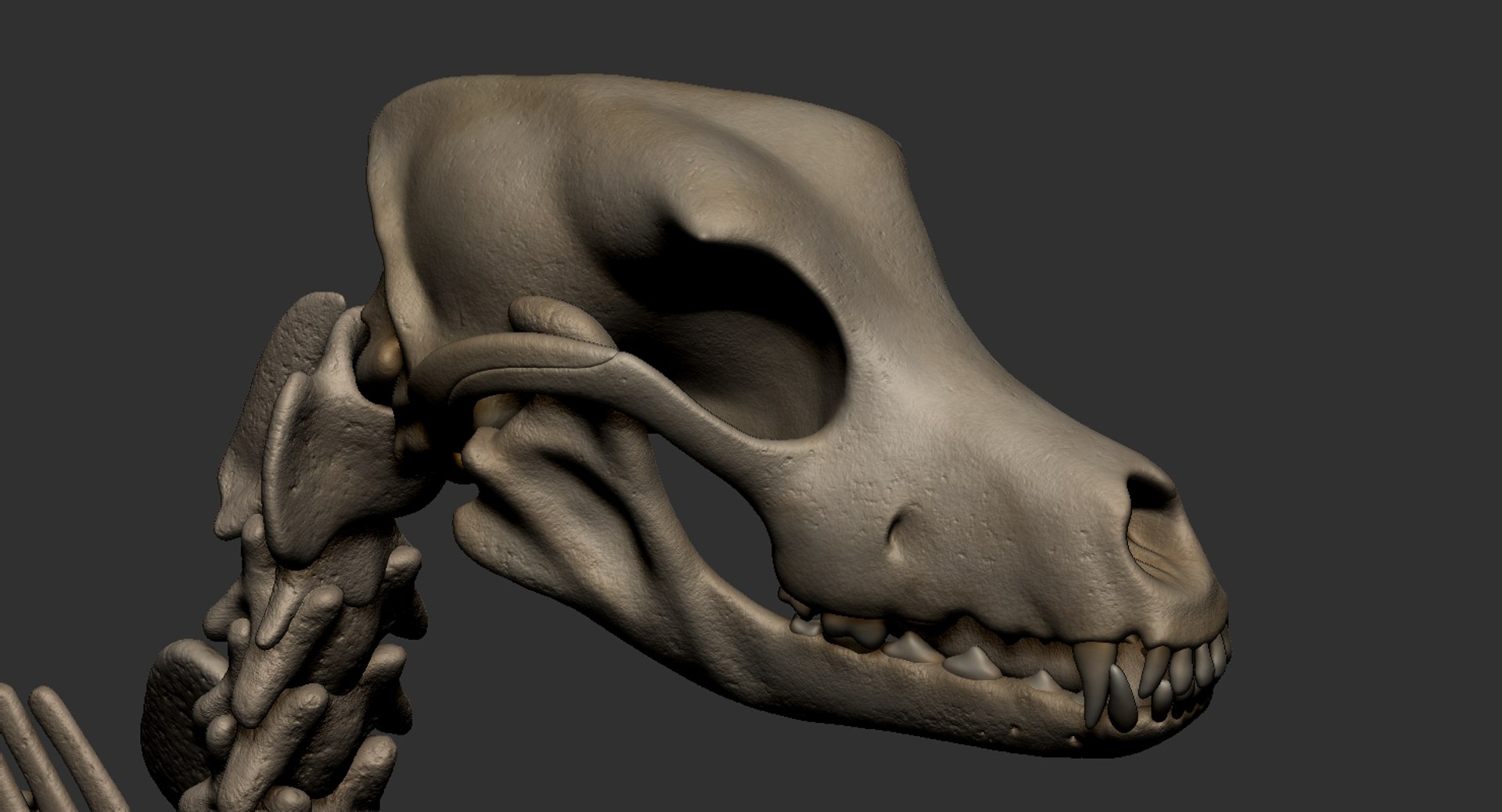 dog muscle skeleton anatomy model https://p.turbosquid.com/ts-thumb/HC/07Ph4d/847dWzHC/12/jpg/1574515919/1920x1080/fit_q87/752353808a5a195b114792178dbd1e263efa3c81/12.jpg