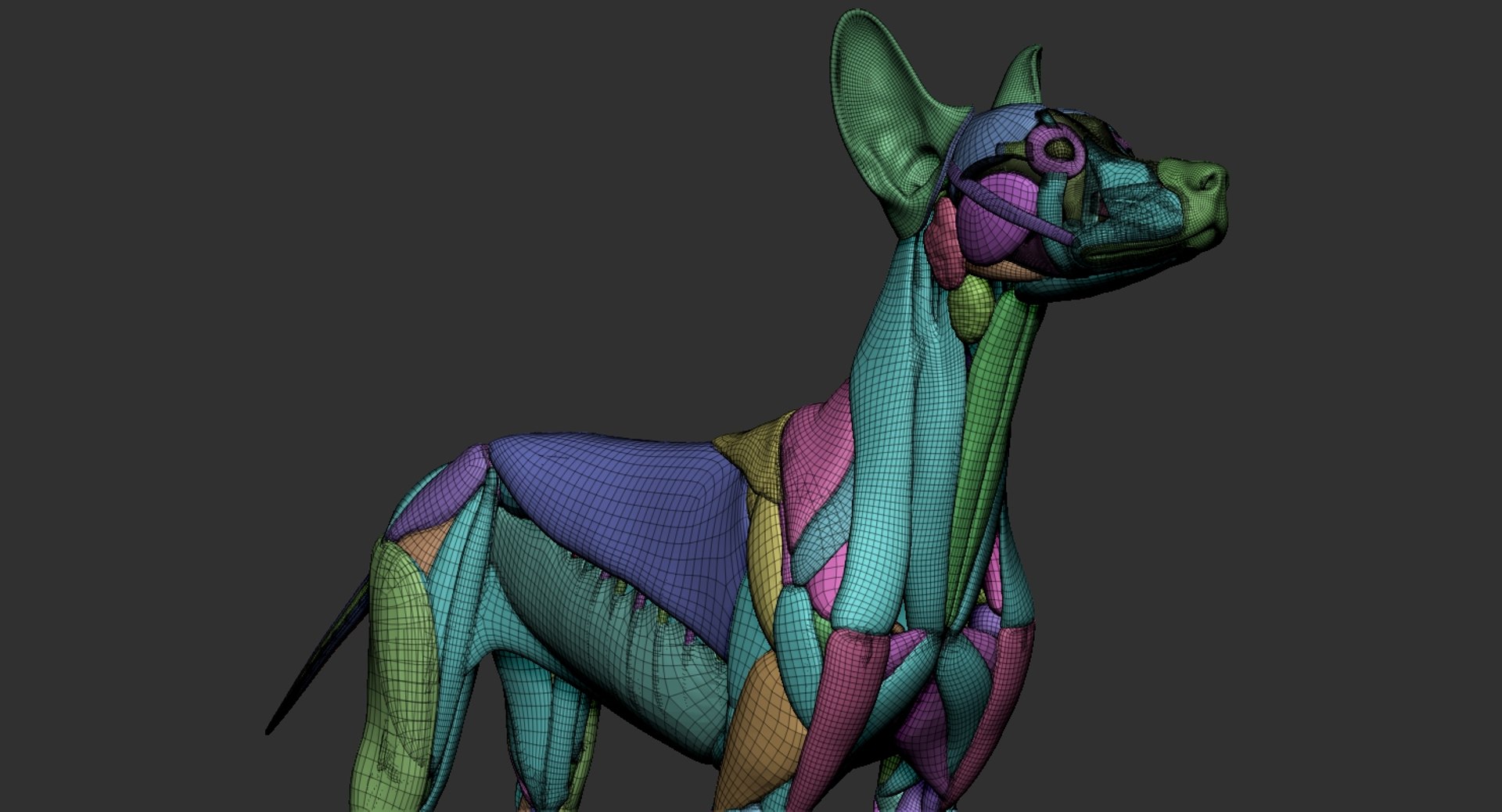 dog muscle skeleton anatomy model https://p.turbosquid.com/ts-thumb/HC/07Ph4d/EXoQPECs/8/jpg/1580773418/1920x1080/fit_q87/4e492030a1c3a6a189559ba3892fcaa6e405a187/8.jpg