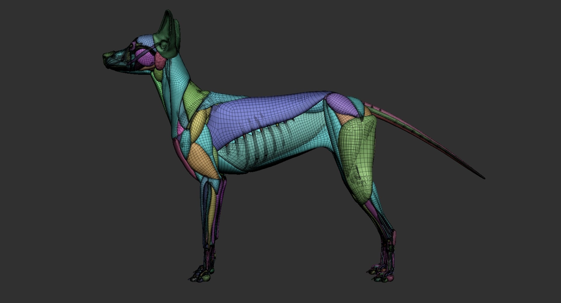 dog muscle skeleton anatomy model https://p.turbosquid.com/ts-thumb/HC/07Ph4d/EkzdMjFF/6/jpg/1580773418/1920x1080/fit_q87/76cd2cc8fc2f093848abc65af31247125f355be5/6.jpg