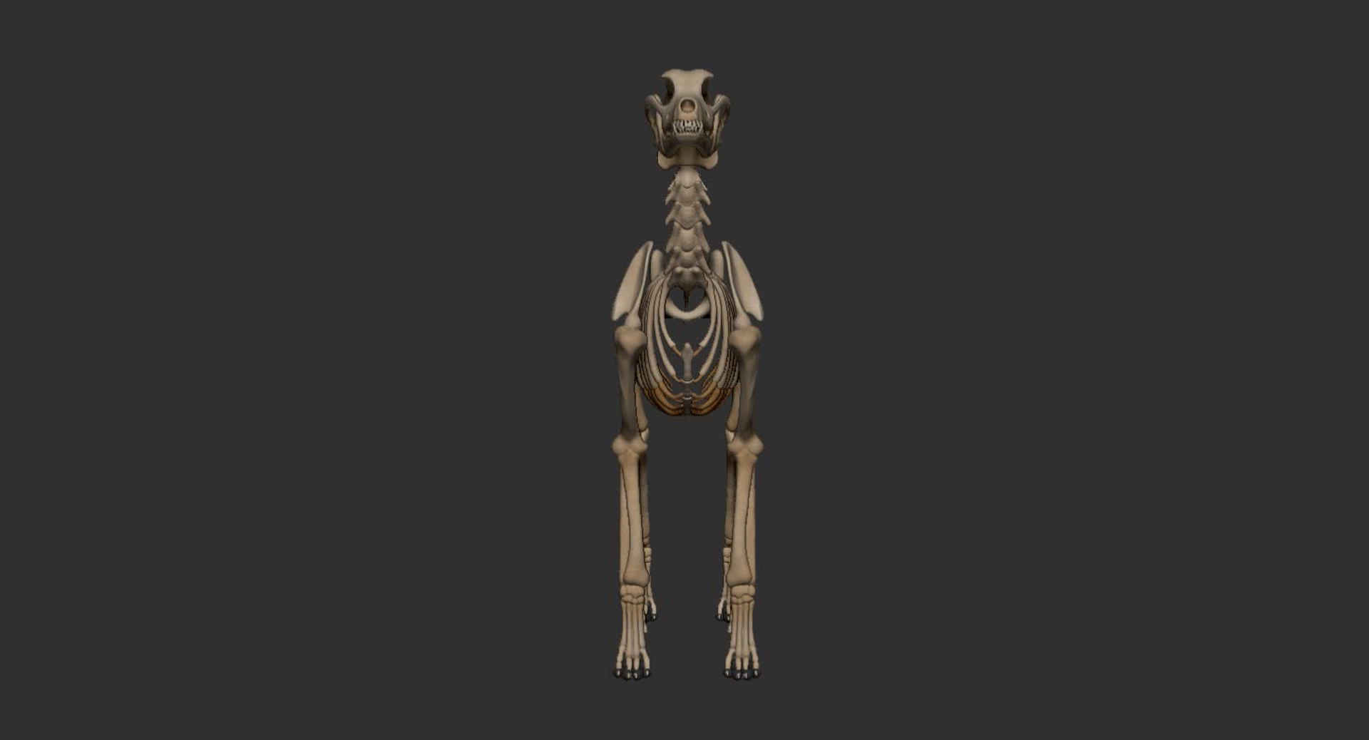 dog muscle skeleton anatomy model https://p.turbosquid.com/ts-thumb/HC/07Ph4d/JJxk9vtv/tt/jpg/1574516109/1920x1080/turn_fit_q99/b3301276953cbe603d92eea5de00cc28bf331b8b/tt-1.jpg