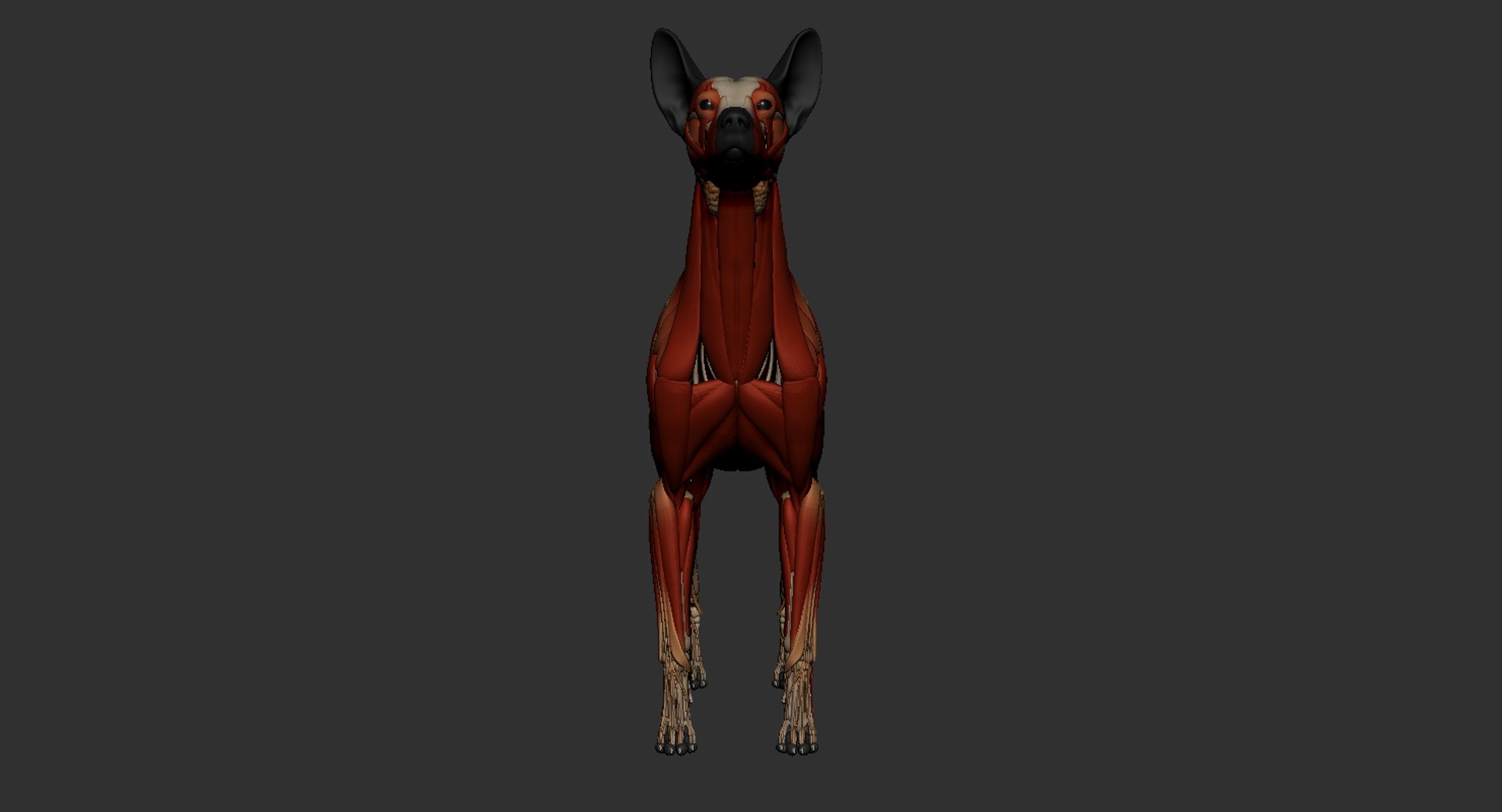 dog muscle skeleton anatomy model https://p.turbosquid.com/ts-thumb/HC/07Ph4d/MQOenr0t/2/jpg/1580773417/1920x1080/fit_q87/4d234f5fb5aaaac82eb88e55be11e88a702c27ba/2.jpg