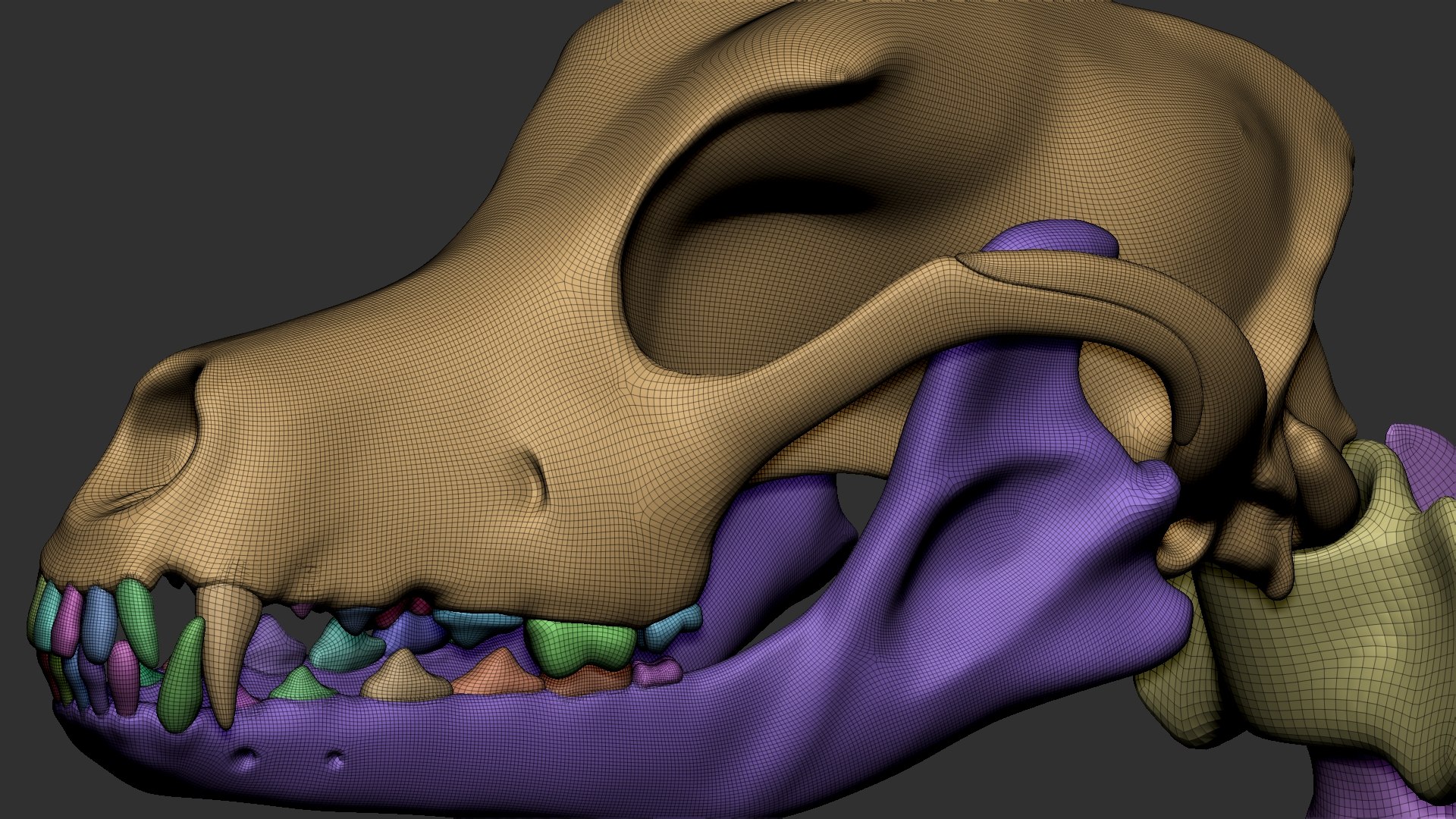 dog muscle skeleton anatomy model https://p.turbosquid.com/ts-thumb/HC/07Ph4d/NjnSHrKc/20/jpg/1573808962/1920x1080/fit_q87/a4e072380773f24fed5a3ed57c050f0e61734f8a/20.jpg