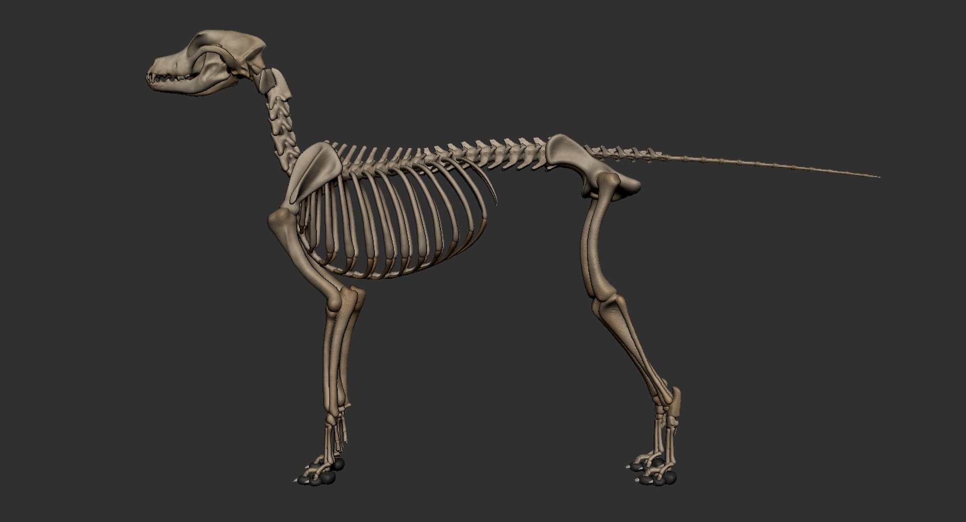 dog muscle skeleton anatomy model https://p.turbosquid.com/ts-thumb/HC/07Ph4d/NmXEcW9e/1/jpg/1574515919/1920x1080/fit_q87/7d42d2caf85d04004e6448fec2727b527bac78b7/1.jpg