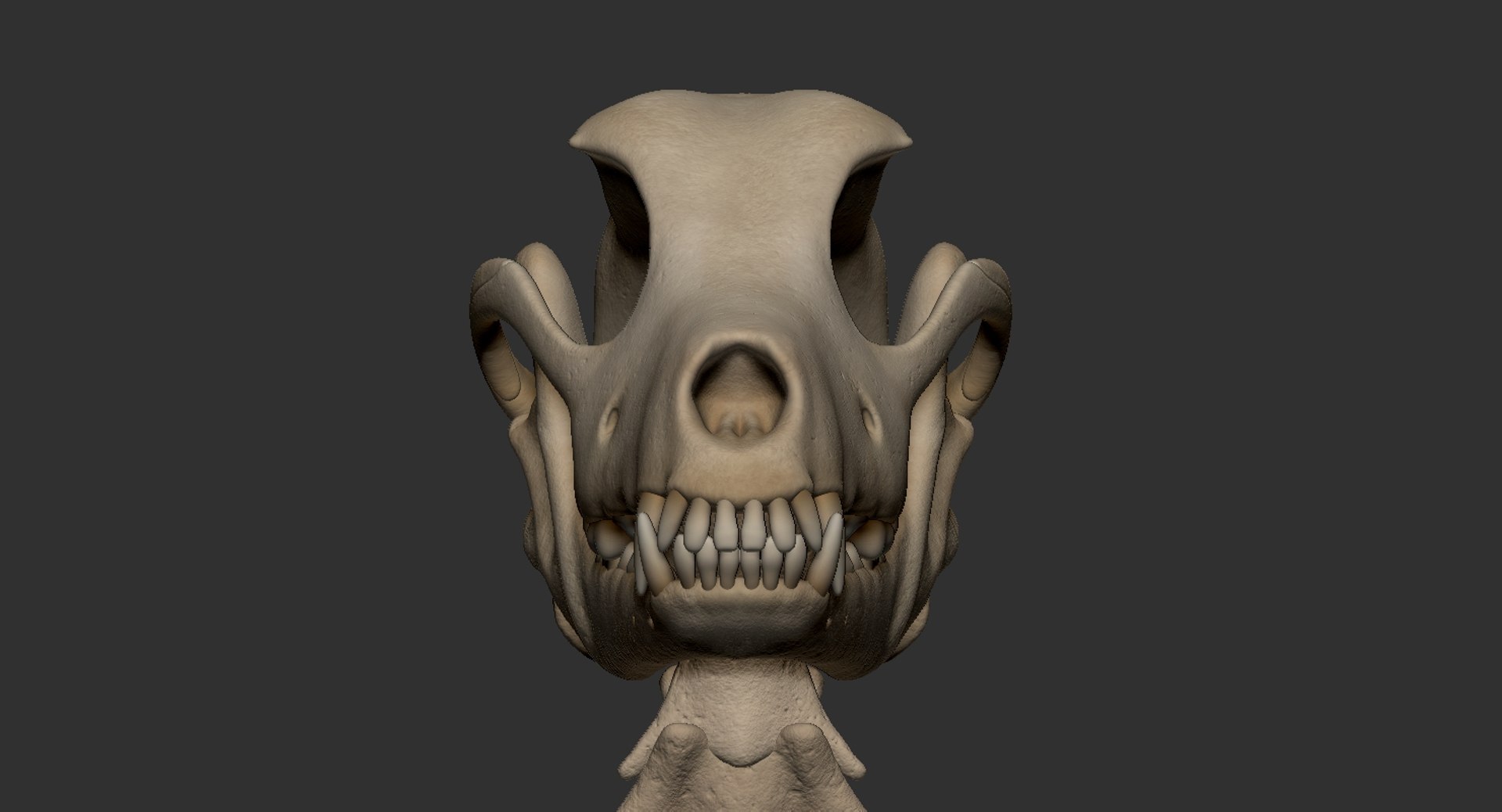 dog muscle skeleton anatomy model https://p.turbosquid.com/ts-thumb/HC/07Ph4d/UAwcP7gz/11/jpg/1574515919/1920x1080/fit_q87/05a0235e2ebbf4863c1b31064c8e3b7187f2f34e/11.jpg