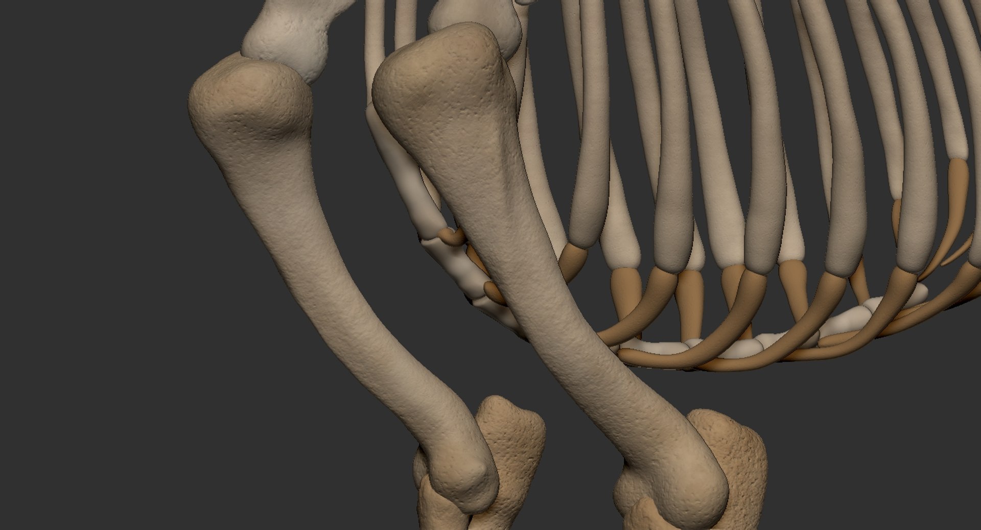 dog muscle skeleton anatomy model https://p.turbosquid.com/ts-thumb/HC/07Ph4d/UXiqIfSs/9/jpg/1574515919/1920x1080/fit_q87/87e86df9960cd453d84c2eae00c60e5f2b936d8e/9.jpg
