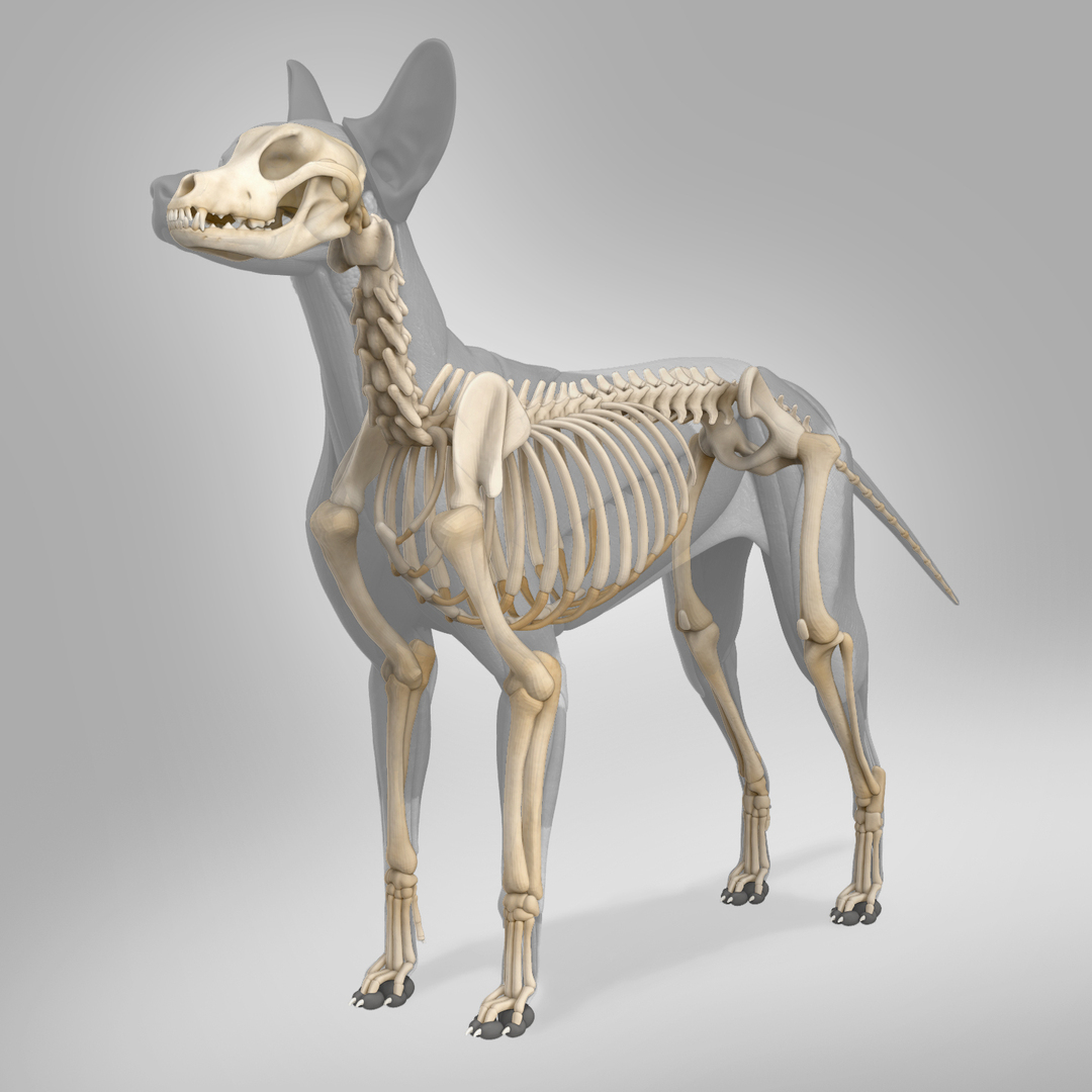 3D модель Анатомия мышц собаки - TurboSquid 1505413