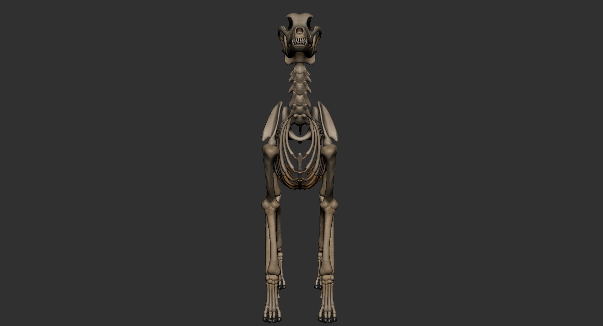 dog muscle skeleton anatomy model https://p.turbosquid.com/ts-thumb/HC/07Ph4d/W7zLFZu7/2/jpg/1574515919/1920x1080/fit_q87/6620c16d817e4b879ea32ba786d993d8d18f2d98/2.jpg