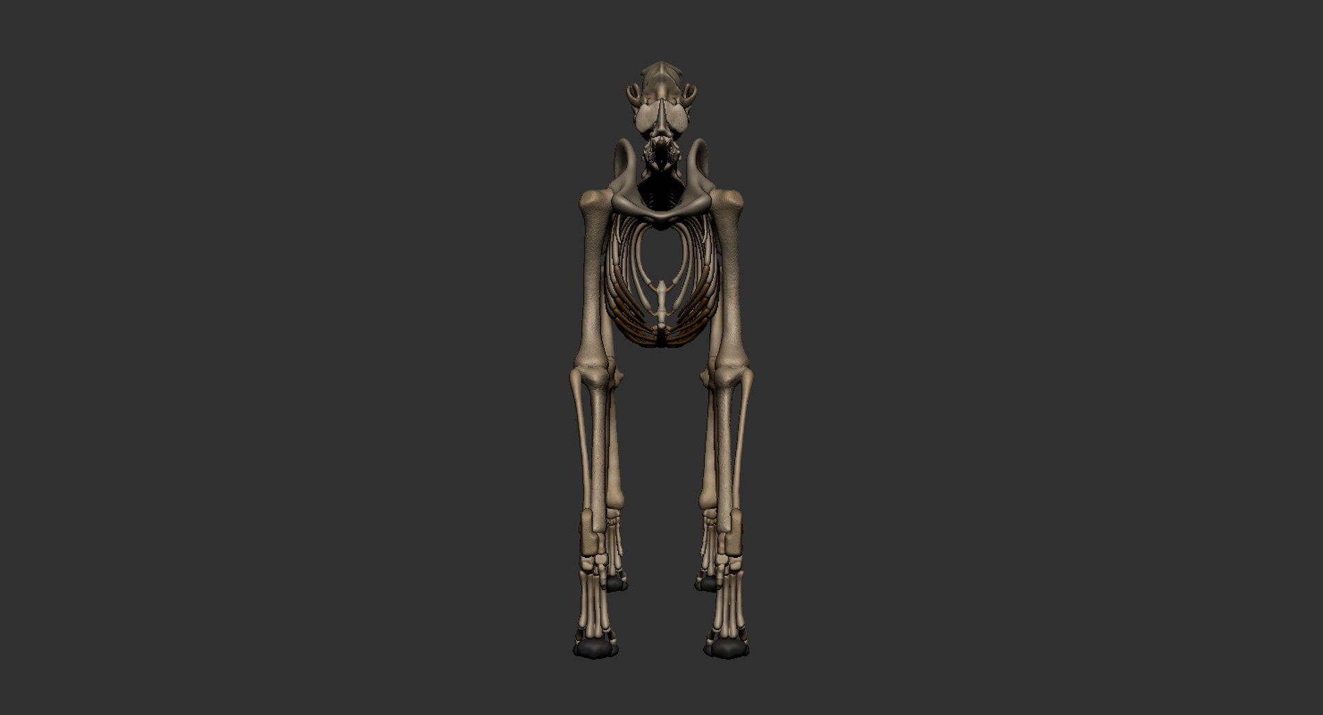 dog muscle skeleton anatomy model https://p.turbosquid.com/ts-thumb/HC/07Ph4d/WKoL5WB7/4/jpg/1574515919/1920x1080/fit_q87/261652daa6cc56bd5458bbf2e873f47a8a49cc93/4.jpg